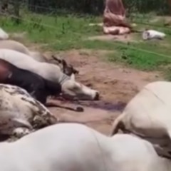 Foto: Reprodução/Redes Sociais 