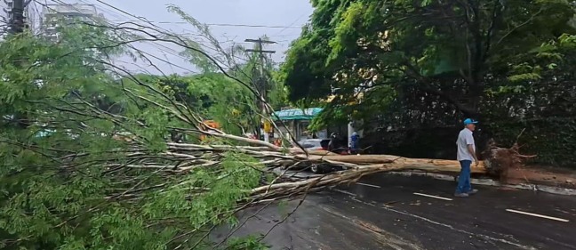 arvore cai no itaigara