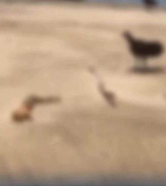 Foto: Reprodução Foto: Reprodução